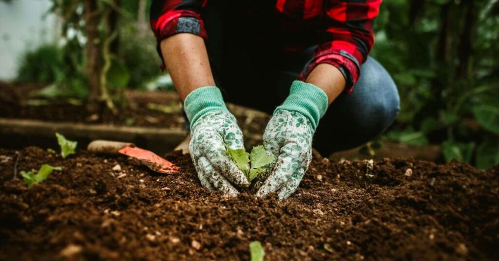Hands wearing gardening gloves gently planting a young seedling into rich soil in a natural outdoor garden setting.